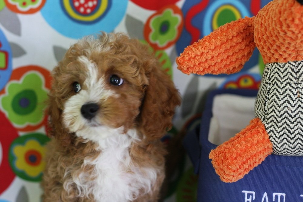 Toy cavapoo on sale breeders near me